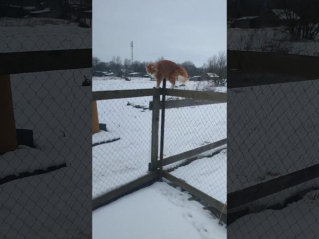 Пока рыжий кот Фокс и хозяюшка Лапа ловят мышек, я кормлю курочек