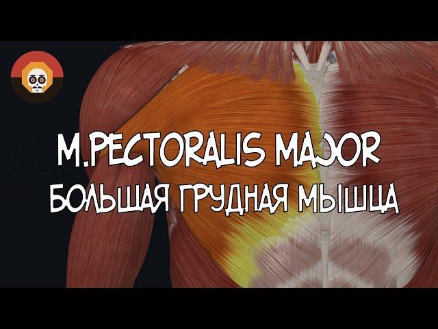 Большая грудная (m. pectoralis major) 3D Анатомия