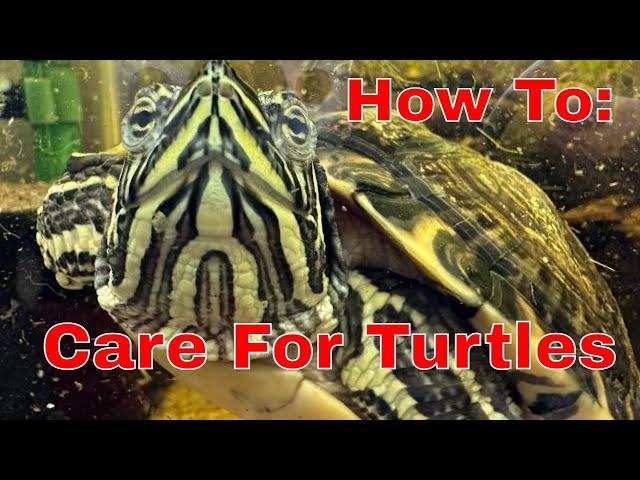 Yellow Bellied Slider Turtle Care Guide