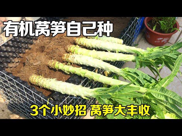 阳台也能种莴笋，掌握3个小妙招，莴笋长得比菜地的还好| Grow lettuce|家庭种菜（莴笋篇）