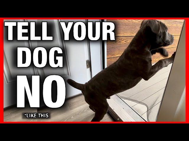 How to Get Your Dog to Stop Doing ANYTHING