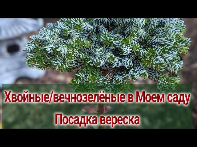 Обзор хвойных растений в моем саду/Особенности/Как выбрать? Хвойные для маленького сада?