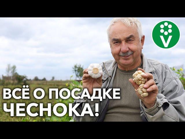 КАК И КОГДА ВЫСАЖИВАТЬ ЧЕСНОК?! Полное руководство от А до Я!