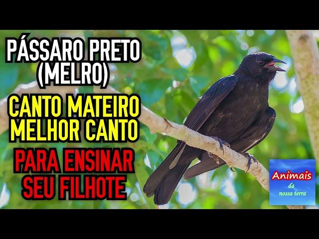 PÁSSARO PRETO (MELRO) CANTO MATEIRO PARA ENSINAR SEU FILHOTE