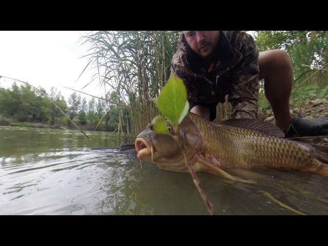 Synapse Wild Carp and Shock-leader Record review by Tomas Horgos