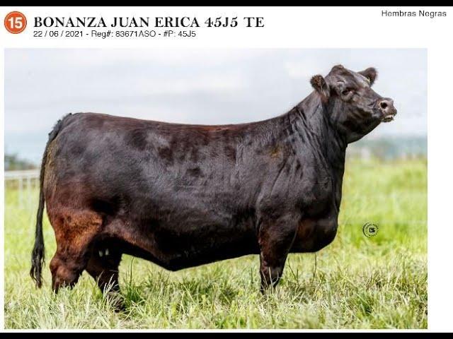 LOTE 15 Subasta Bonanza Angus: Gran Donadora