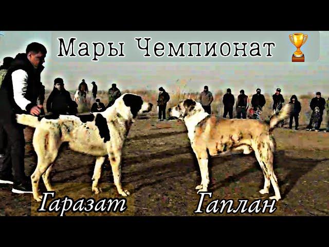 Чемпионат Мары 4 тур/Турнир тест испытаний Туркменских Алабаев