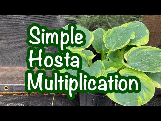 How to propagate large numbers of hostas in a nursery// Divide plantain lillies // Hosta Production