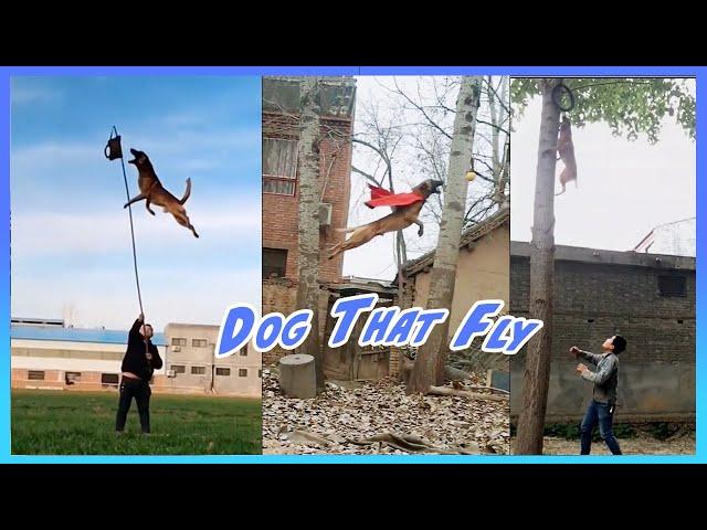 Belgian Malinois - Dog That Fly | Amazing Jump