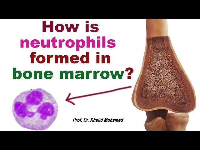 Granulopoiesis (leukocytes production). #leukocytes #neutrophils #granulopoiesis #GCSF