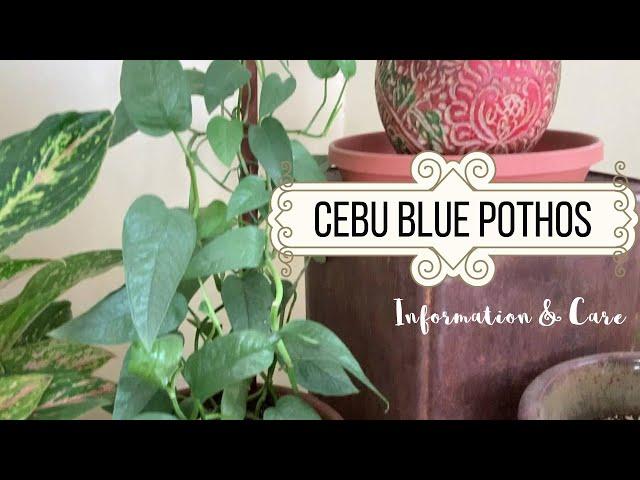 Cebu Blue Pothos Information & Care | Epipremnum pinnatum 'Cebu Blue' Houseplant