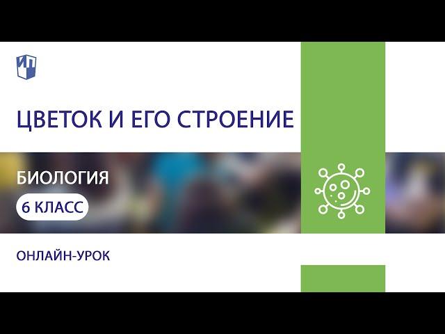 Биология. Цветок и его строение