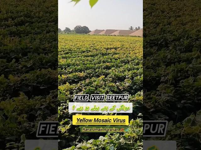 Mung bean crop Yellow leaves Yellow Mosaic Virus / Rana Umair Agrarian/Plant Pathologist