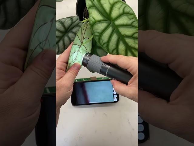 Handheld Microscope