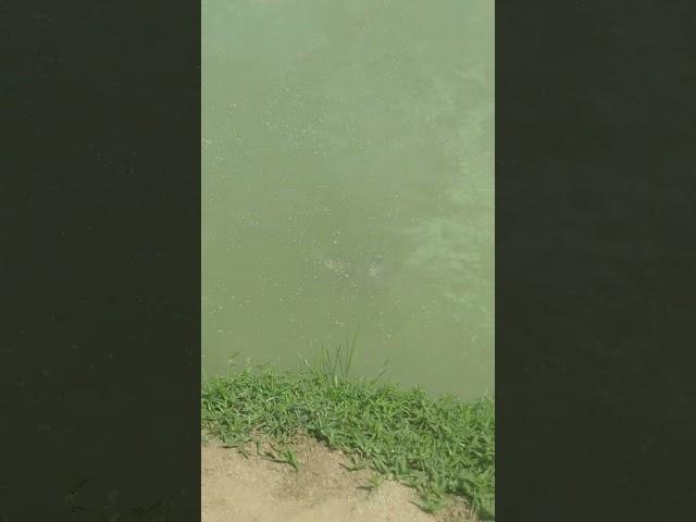 fish eating phytoplankton Bighed fish #imc #fish #farming #मछलीपालन #farm #aquaculture 