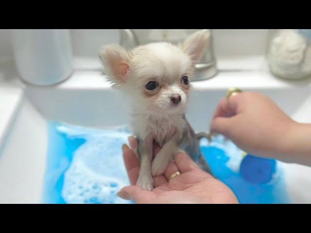 Barley Teacup Chihuahua First Bath at 10 weeks old  FULL VIDEO