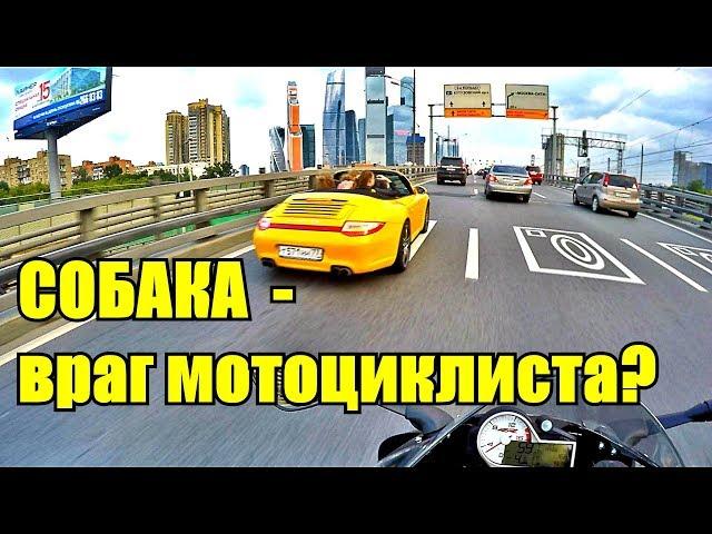 Что делать при нападении собаки на мотоцикл?