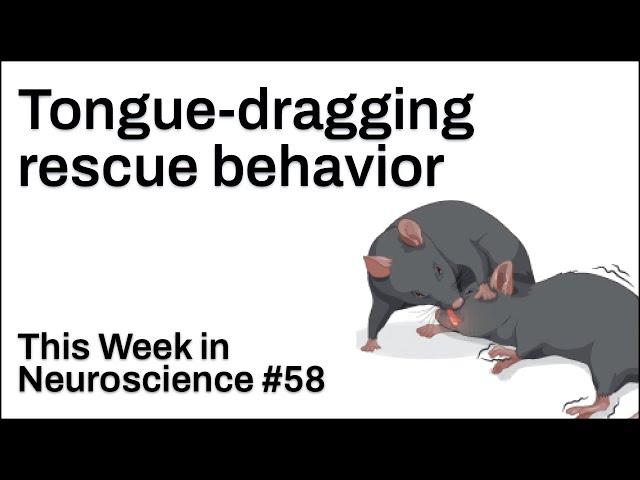 TWiN 58: Tongue-dragging rescue behavior