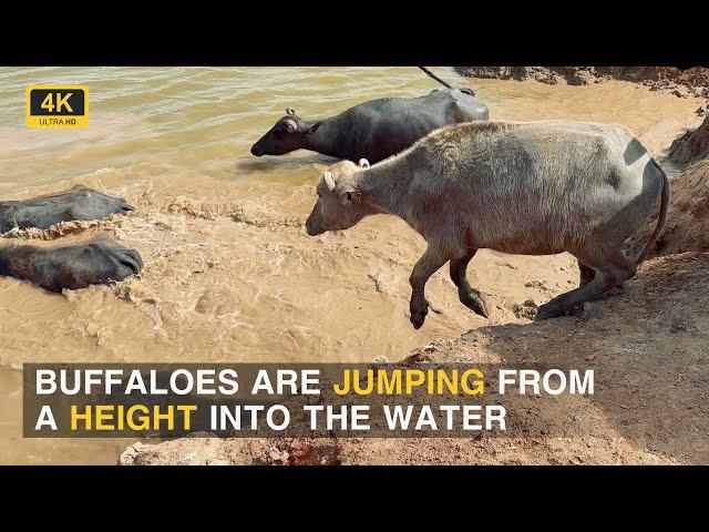 Buffaloes are jumping from a height into the water | Iconic Animals