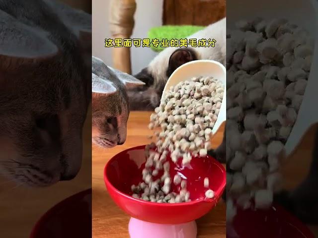 【#喵可酱】养一只温柔粘人且善解人意的东方短毛猫是一种怎样的体验 #诚实一口猫粮 #诚实一口小金袋#万物可爱计划