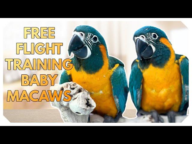 I Trained a Blue Throated Macaw to Free Fly!