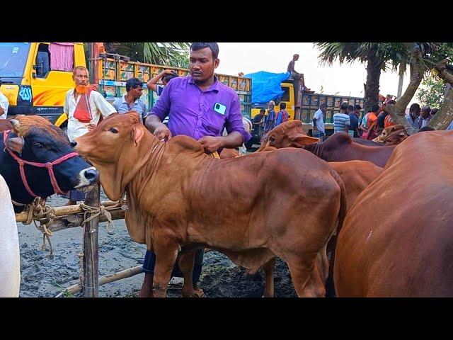 @আজ ৬/৩/২৫ | নোয়াখালীর খামারী কেমন দামে হাটসেরা শাহীওয়াল জাতের ষাড় বাছুর গরু কিনলেন?