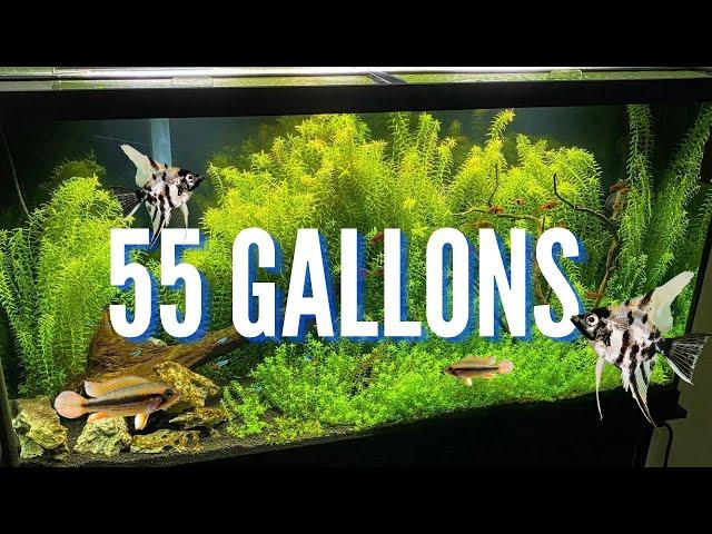 The Best Cichlid Stocking Options for 55 Gallon Aquariums