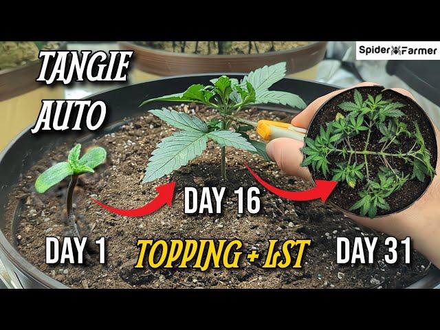 How I Grow E11- Topping and LST - Training Autoflowers - Tangie Auto Fastbuds -Spiderfarmer SF4000