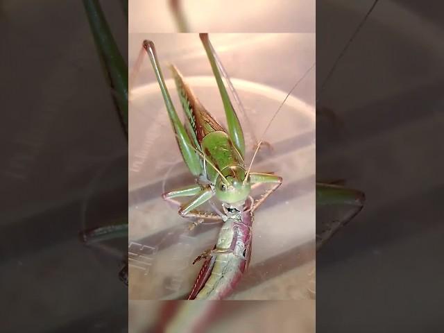 В траве сидел кузнечик, голодненьким он был... #трушорты #кузнечик #insects #katydid