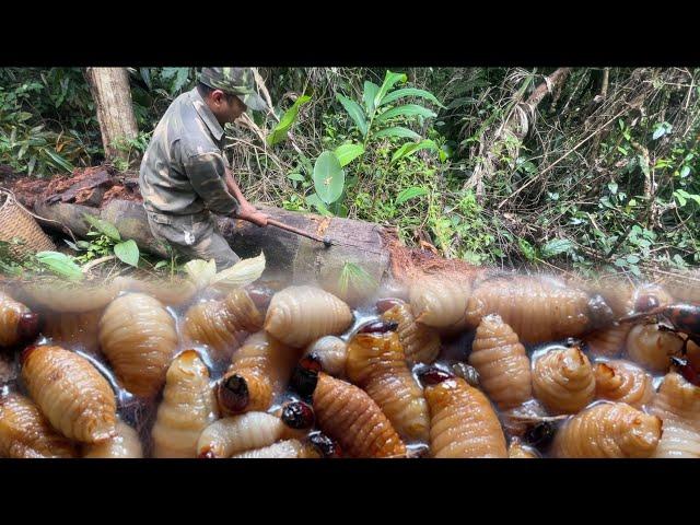 Harvesting beetle larvae, Cutting tree cores to feed chickens | Idyllic life