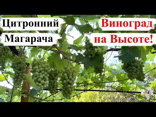 Цитронный Магарача – ВИНОГРАД на ВЫСОТЕ!