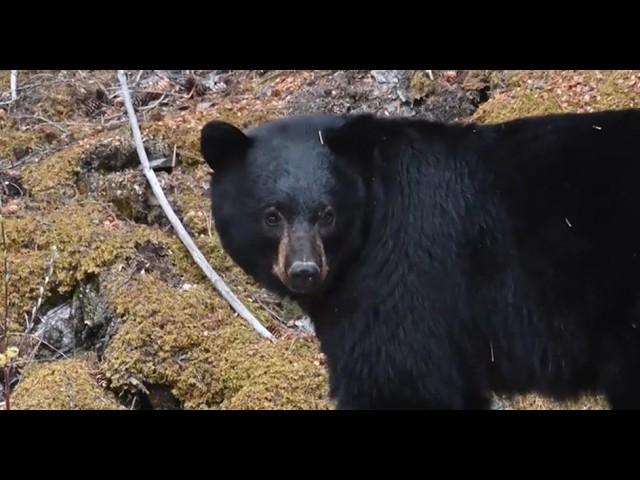 The Bear That Partially Consumed Adelia Maestros Trujillo In Her Home