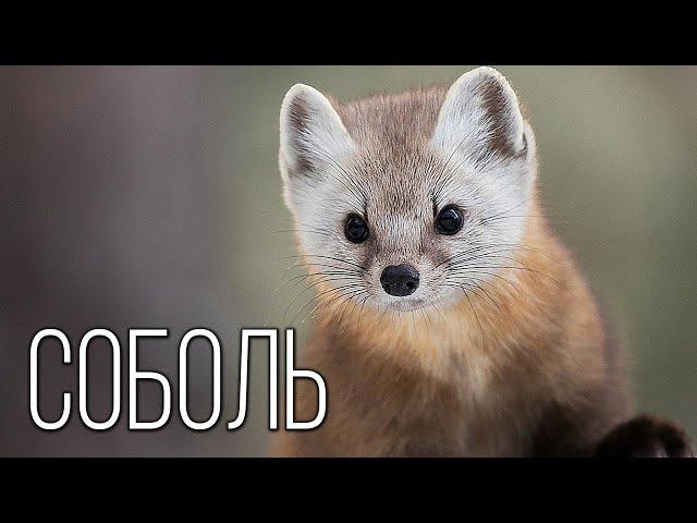 Sable: Furry predator of the Taiga | Interesting facts about the family of martens