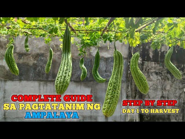 Paano Magtanim ng AMPALAYA sa Container #PinoyUrbanGardener #AMPALAYA