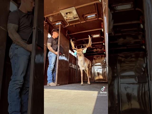 #texas #fallow #deer #ranch #countryboy #tattooed #tattoos #transport