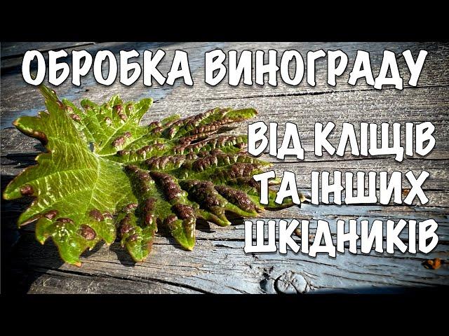 ВИНОГРАД СЛАБО РОСТЕ? МОЖЛИВО ЦЕ КЛІЩ. ОБРОБКА ВИНОГРАДУ ВІД КЛІЩІВ ТА ІНШИХ ШКІДНИКІВ