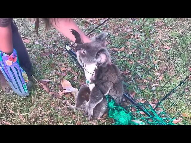 The girl didn't know she was being filmed. What she did to the koala was shocking.