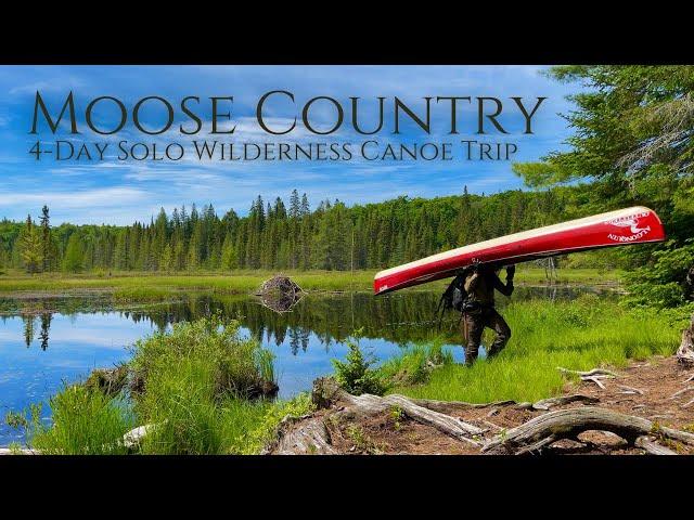 Incredible WILDLIFE on 4-Day Solo Canoe Trip in Algonquin Park