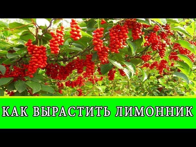 КАК ВЫРАСТИТЬ ЛИМОННИК КИТАЙСКИЙ