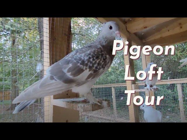 pigeon tour! (most of) my fancy pet pigeons