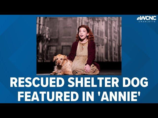 Rescued shelter dog featured in 'Annie' production coming to Charlotte