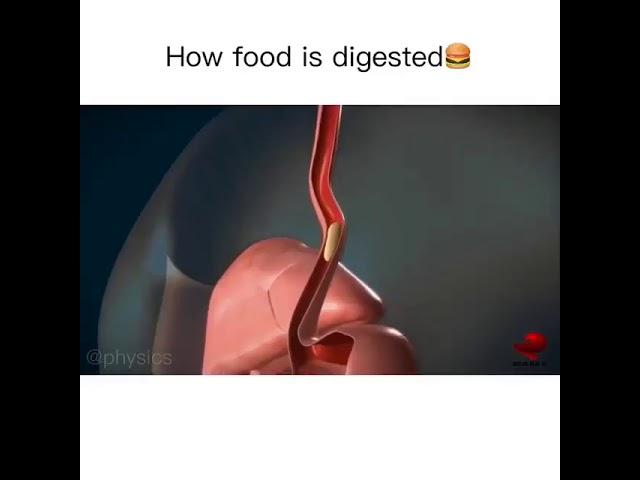 How food is digested