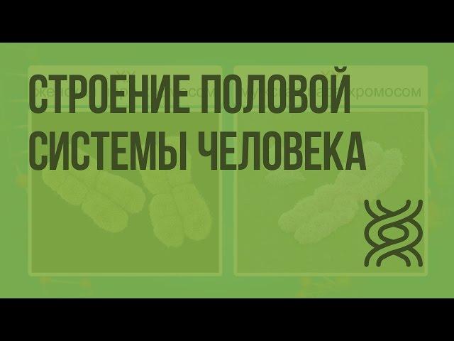 Строение половой системы человека. Видеоурок по биологии 8 класс