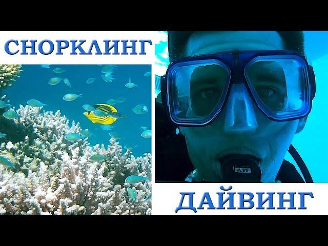 Египет - Хургада | ДАЙВИНГ В КРАСНОМ МОРЕ | Плавание с дельфинами | ЛУЧШИЙ СНОРКЛИНГ | Orange bay