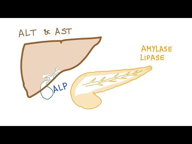 Liver and pancreatic enzymes explained | AST, ALT, GGT, ALP, Amylase & Lipase