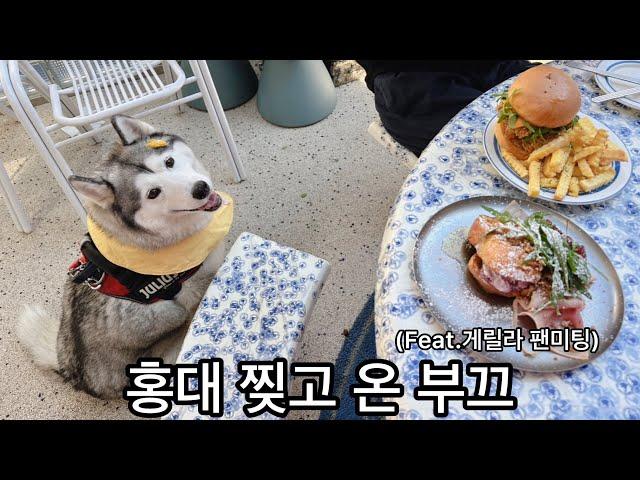 홍대 찢고 온 부끄 (feat.게릴라팬미팅)