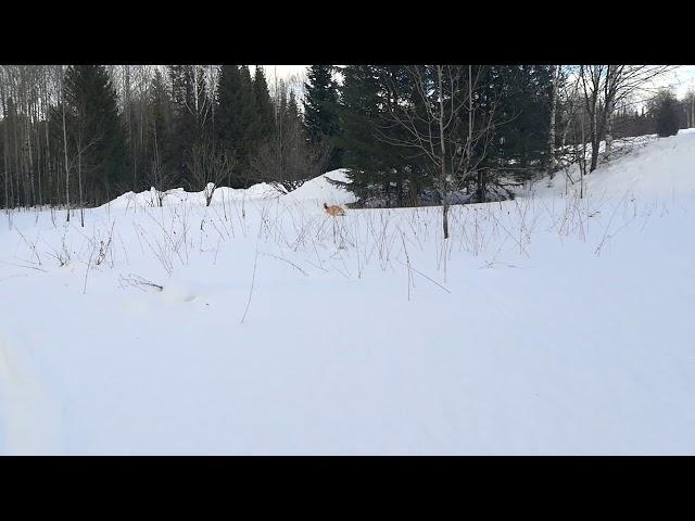 ВСЛ Ветка и глубокий снег.