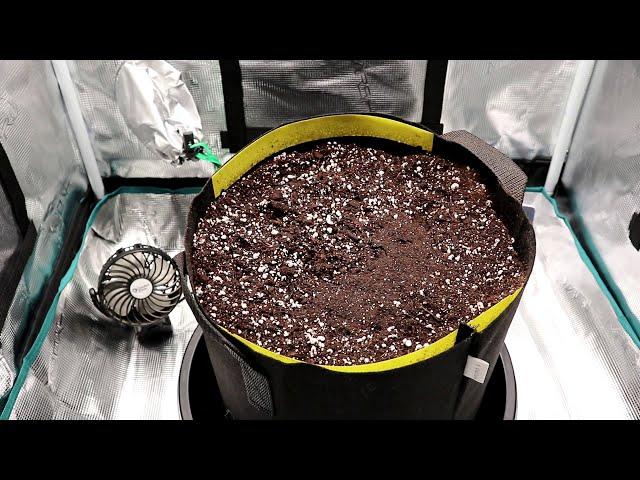 Growing Autoflowers | Ep.1 (Preparing Soil & Planting Seed)