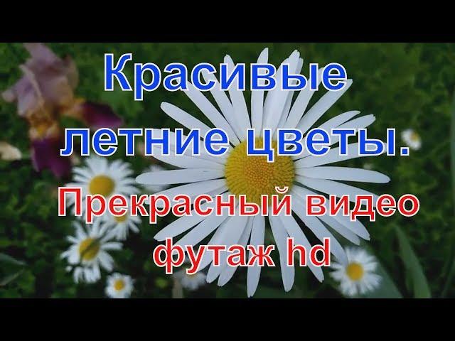 Красивые летние цветы - ромашки, мак и васильки. Футаж HD