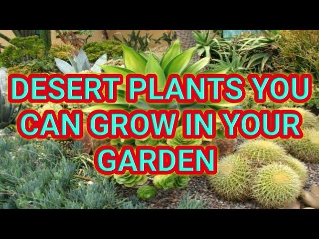 Best Desert Plants for your private garden now